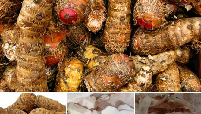 Cuisiner la Malanga
